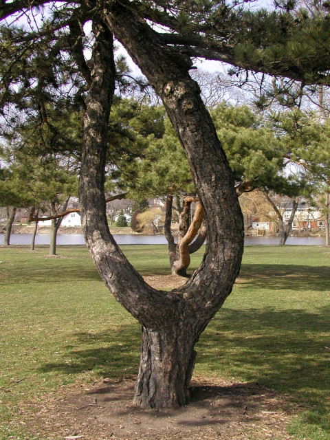 Tree at Echo Veterans Memorial Park in Burlington