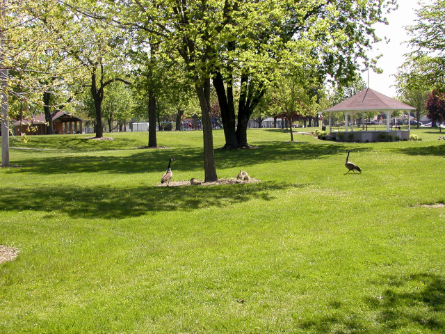 Geese at Echo Veterans Memorial Park in Burlington